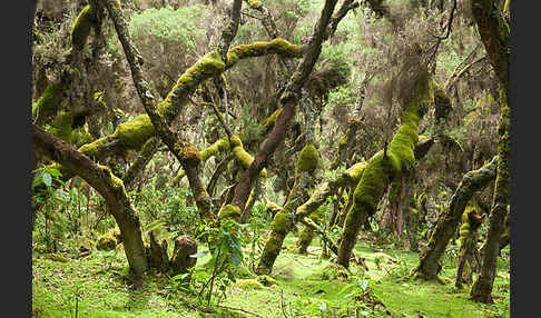 Aethiopien (Ethiopia)