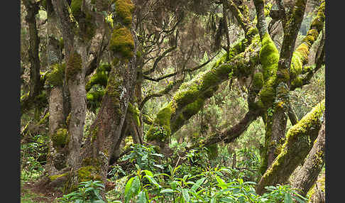 Aethiopien (Ethiopia)