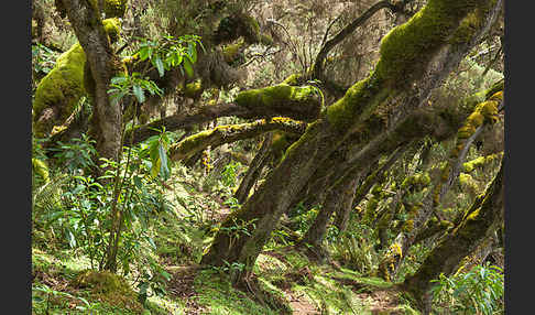 Aethiopien (Ethiopia)