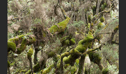 Aethiopien (Ethiopia)