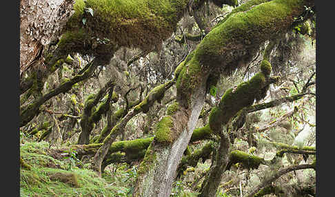 Aethiopien (Ethiopia)