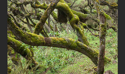 Aethiopien (Ethiopia)