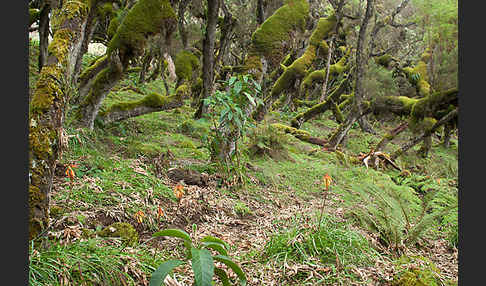 Aethiopien (Ethiopia)