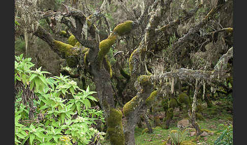 Aethiopien (Ethiopia)