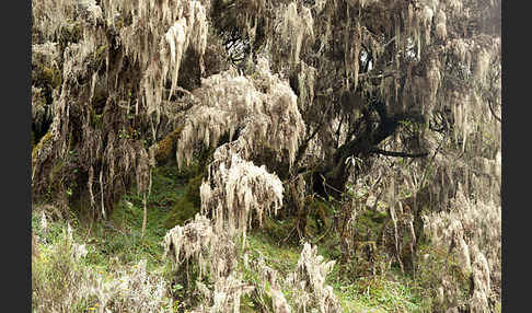 Aethiopien (Ethiopia)