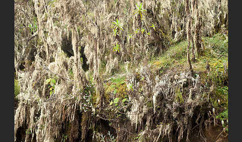 Aethiopien (Ethiopia)