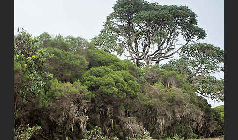 Aethiopien (Ethiopia)