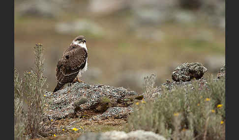 Augurbussard (Buteo augur)