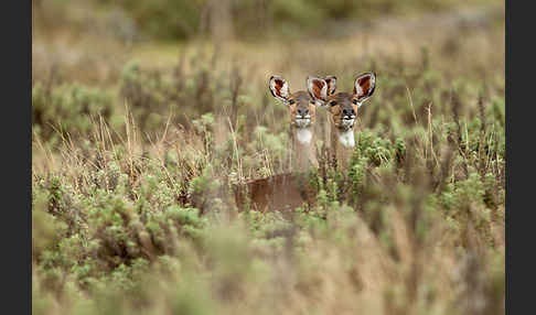 Bergnyala (Tragelaphus buxtoni)