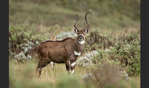 Bergnyala (Tragelaphus buxtoni)