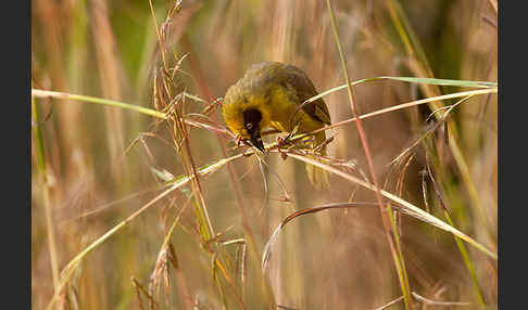 Baglafechtweber (Ploceus baglafecht)