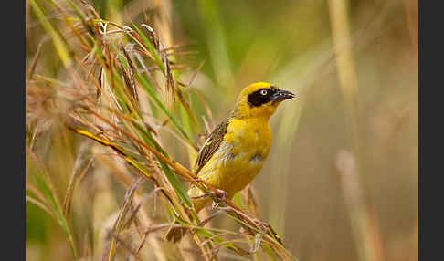 Baglafechtweber (Ploceus baglafecht)