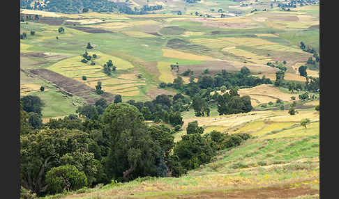 Aethiopien (Ethiopia)