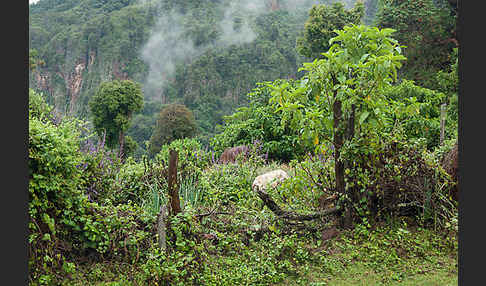 Aethiopien (Ethiopia)