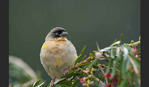 Baglafechtweber (Ploceus baglafecht)