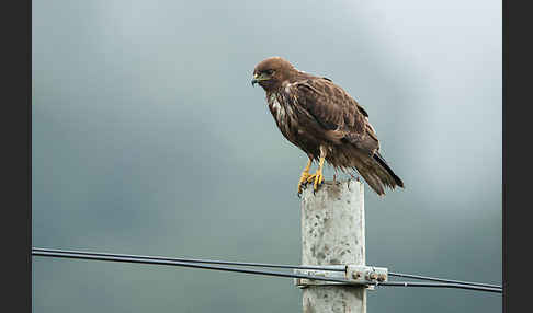 Bergbussard (Buteo oreophilus)