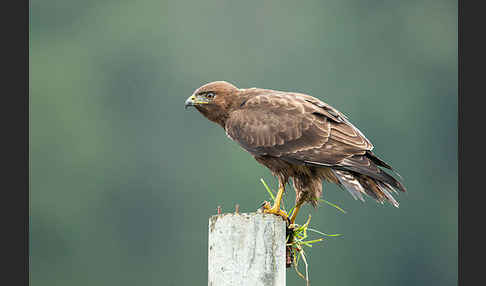 Bergbussard (Buteo oreophilus)