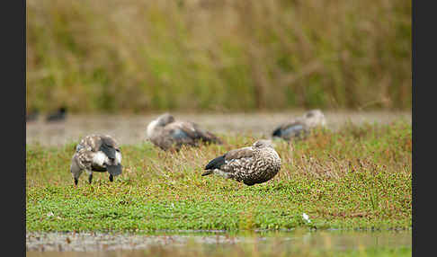 Blauflügelgans (Cyanochen cyanoptera)