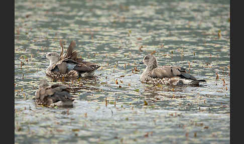 Blauflügelgans (Cyanochen cyanoptera)