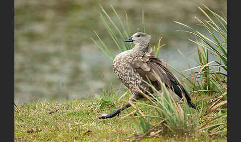 Blauflügelgans (Cyanochen cyanoptera)