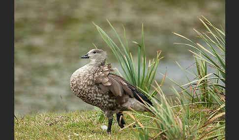 Blauflügelgans (Cyanochen cyanoptera)