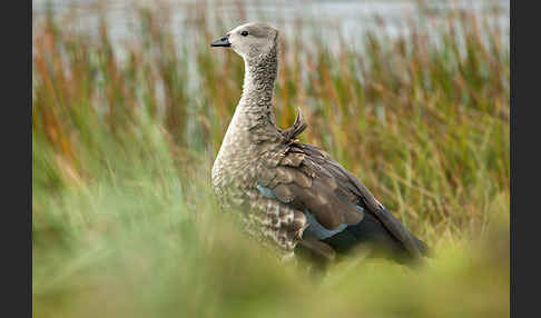 Blauflügelgans (Cyanochen cyanoptera)