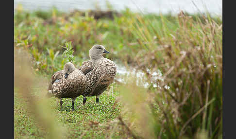 Blauflügelgans (Cyanochen cyanoptera)