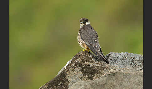 Baumfalke (Falco subbuteo)