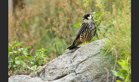 Baumfalke (Falco subbuteo)