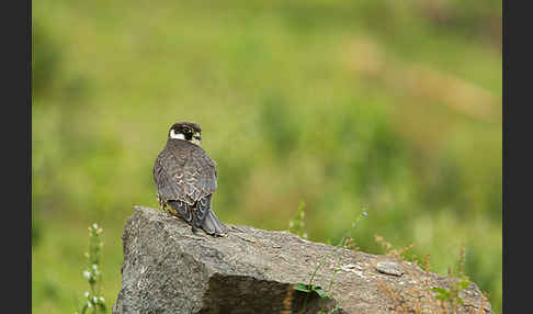 Baumfalke (Falco subbuteo)