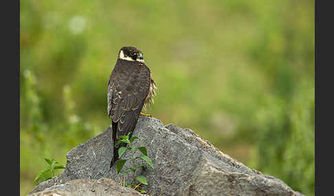 Baumfalke (Falco subbuteo)