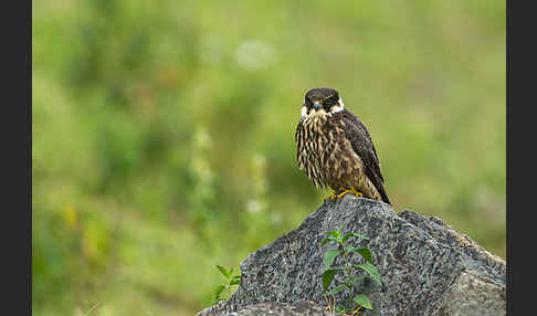 Baumfalke (Falco subbuteo)