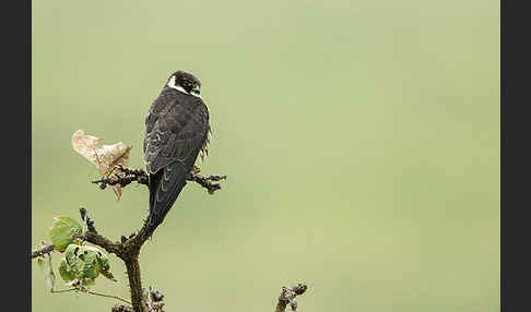 Baumfalke (Falco subbuteo)