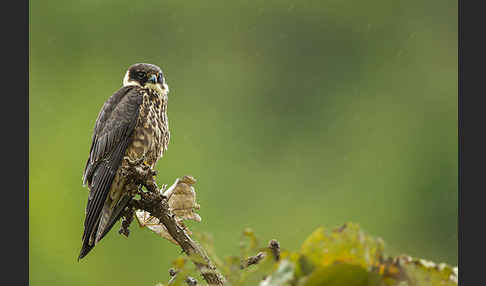 Baumfalke (Falco subbuteo)