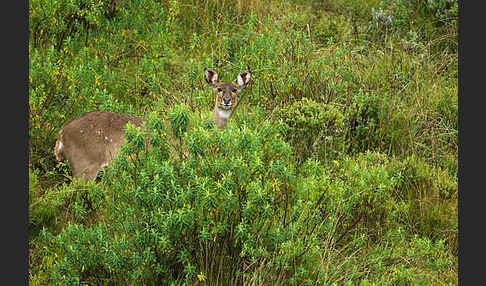 Bergnyala (Tragelaphus buxtoni)