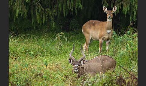 Bergnyala (Tragelaphus buxtoni)