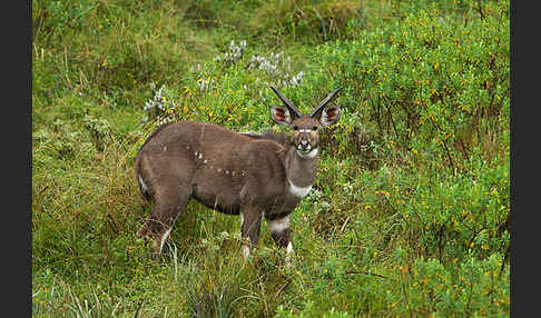 Bergnyala (Tragelaphus buxtoni)