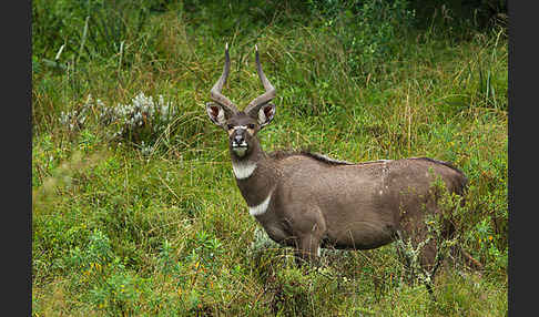 Bergnyala (Tragelaphus buxtoni)