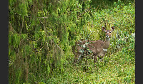 Bergnyala (Tragelaphus buxtoni)