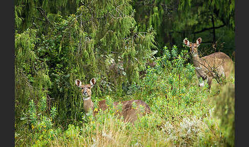 Bergnyala (Tragelaphus buxtoni)