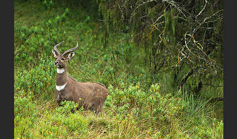 Bergnyala (Tragelaphus buxtoni)