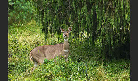 Bergnyala (Tragelaphus buxtoni)