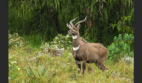 Bergnyala (Tragelaphus buxtoni)