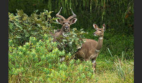 Bergnyala (Tragelaphus buxtoni)