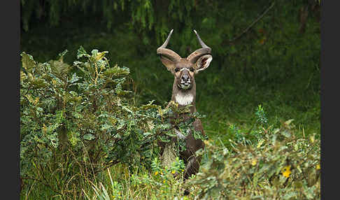 Bergnyala (Tragelaphus buxtoni)