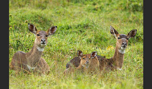 Bergnyala (Tragelaphus buxtoni)