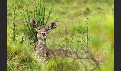 Bergnyala (Tragelaphus buxtoni)