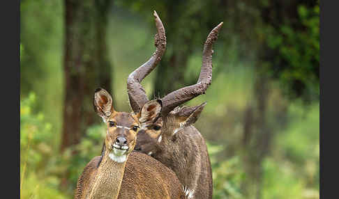 Bergnyala (Tragelaphus buxtoni)