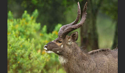 Bergnyala (Tragelaphus buxtoni)