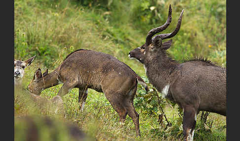 Bergnyala (Tragelaphus buxtoni)